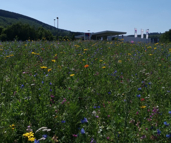 Bienenwiese